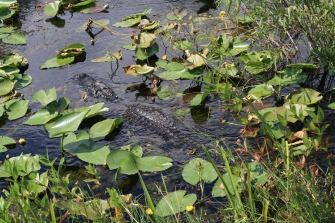 10-5-10 - Everglades Alligators (3)